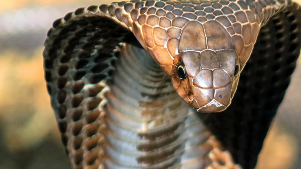Гадсденовская змея красивые фото и картинки
