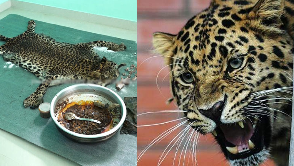 Leopard killed and eaten in Idukki;  Five arrested