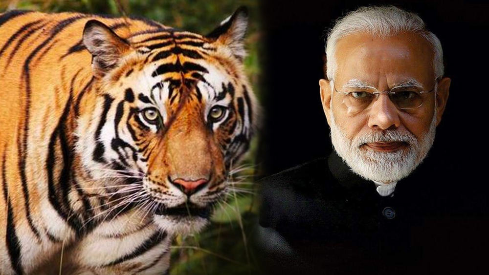 Project Tiger: Three-day mega event on 50th anniversary: ​​PM to inaugurate