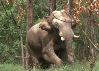 -wild-elephant