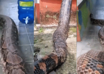 big-python-slithering