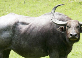 buffalo