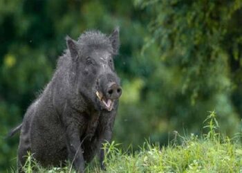 boars