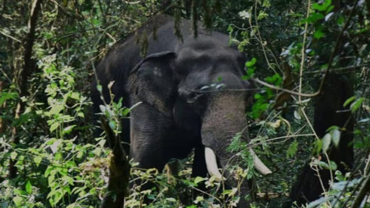 വയനാട്ടില്‍ കാട്ടാന ആക്രമണത്തില്‍ വീണ്ടും മരണം; നെഞ്ചില്‍ ചവിട്ടേറ്റ കുറുവാ ദ്വീപ് ജീവനക്കാരന് ദാരുണാന്ത്യം