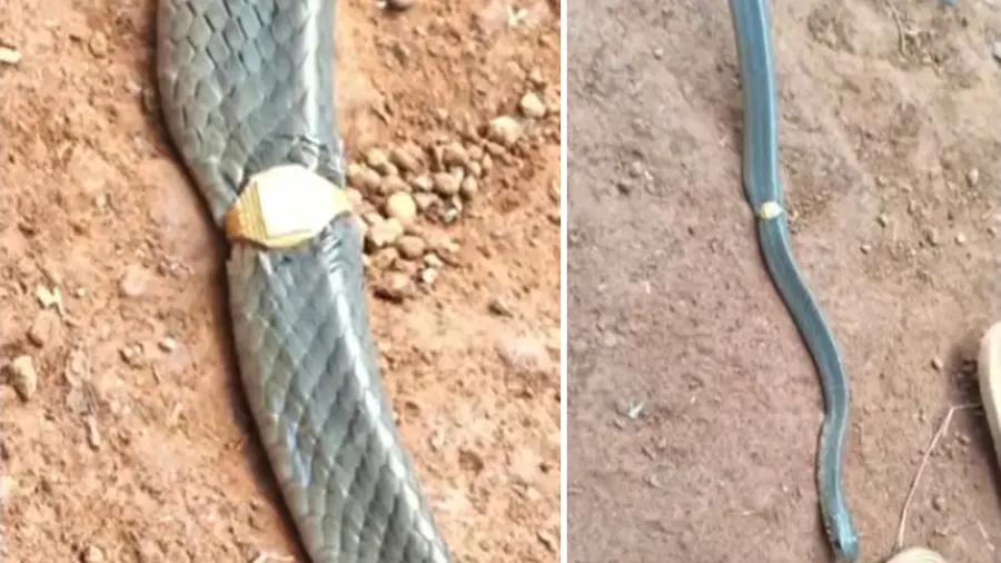 രണ്ടാഴ്ച അടച്ചിട്ട മേശ തുറന്നപ്പോൾ സ്വർണ മോതിരമിട്ട പാമ്പ്; ആദ്യം ആശങ്ക, പിന്നീട് മോതിരം മുറിച്ചുമാറ്റി രക്ഷപ്പെടുത്തി