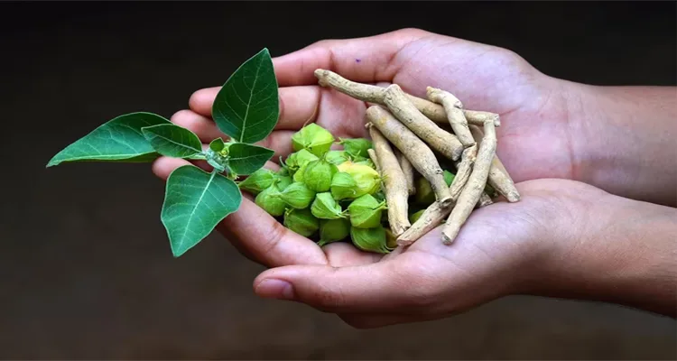 ഭക്ഷണത്തിൽ ഇനി അശ്വഗന്ധയുടെ വേര് മാത്രം: ഇലകൾ ഉപയോഗിക്കുന്നത് നിരോധിച്ച് ഫുഡ് സേഫ്റ്റി അതോറിറ്റി ഓഫ് ഇന്ത്യ ഉത്തരവിറക്കി