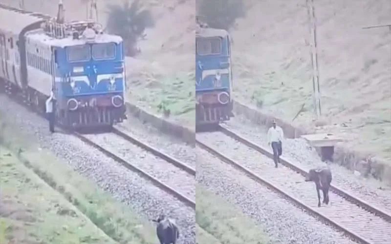 പാളം തെറ്റാത്ത മനുഷ്യത്വം; എരുമയെ രക്ഷിക്കാൻ ട്രെയിൻ നിർത്തിയിറങ്ങി ലോക്കോ പൈലറ്റ്; സമയനിഷ്ഠക്കല്ല, ഹൃദയത്തിനാണ് വിലയെന്ന് നെറ്റിസൺസ്