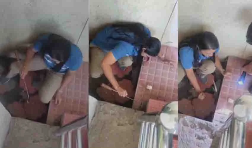 വിതുര താലൂക്ക് ആശുപത്രിയില്‍ അണലി; പിടികൂടിയത് ക്യാഷ്വാലിറ്റിയില്‍ നിന്ന്